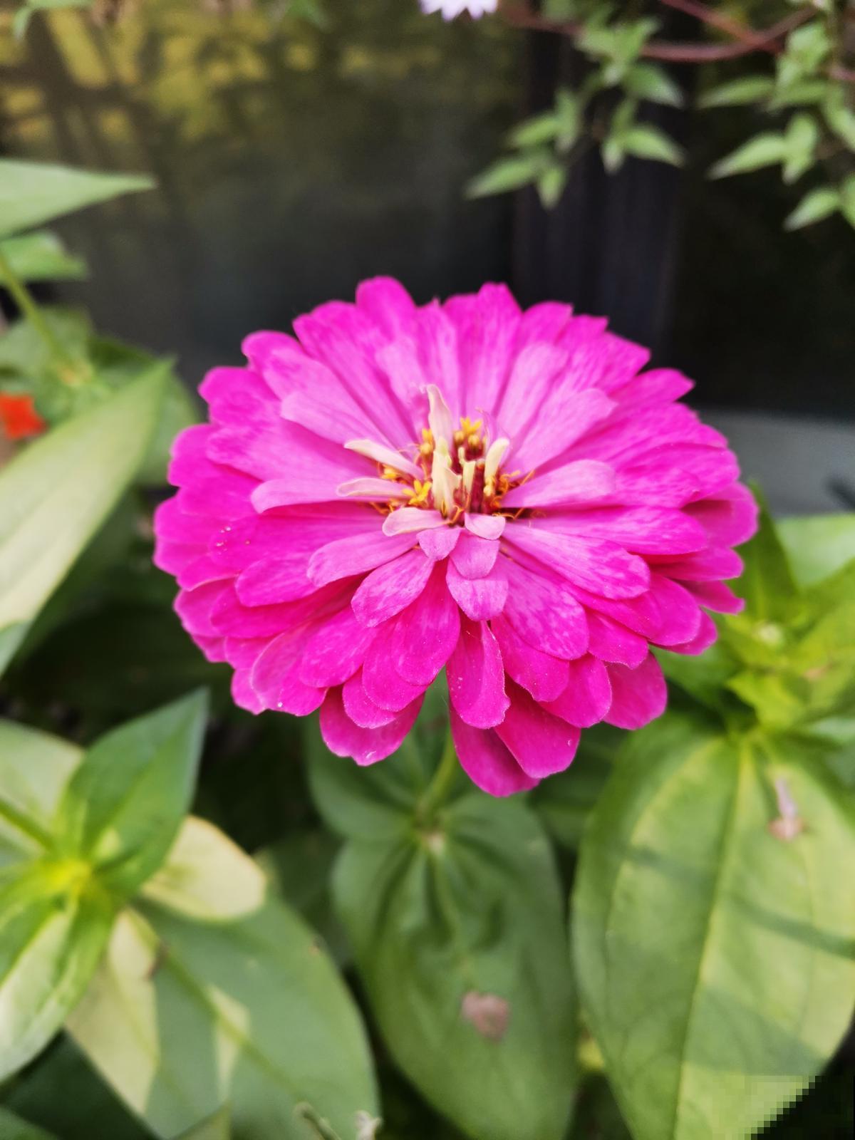 养了2盆野花，婆婆却说“不吉利”，还差点给扔掉