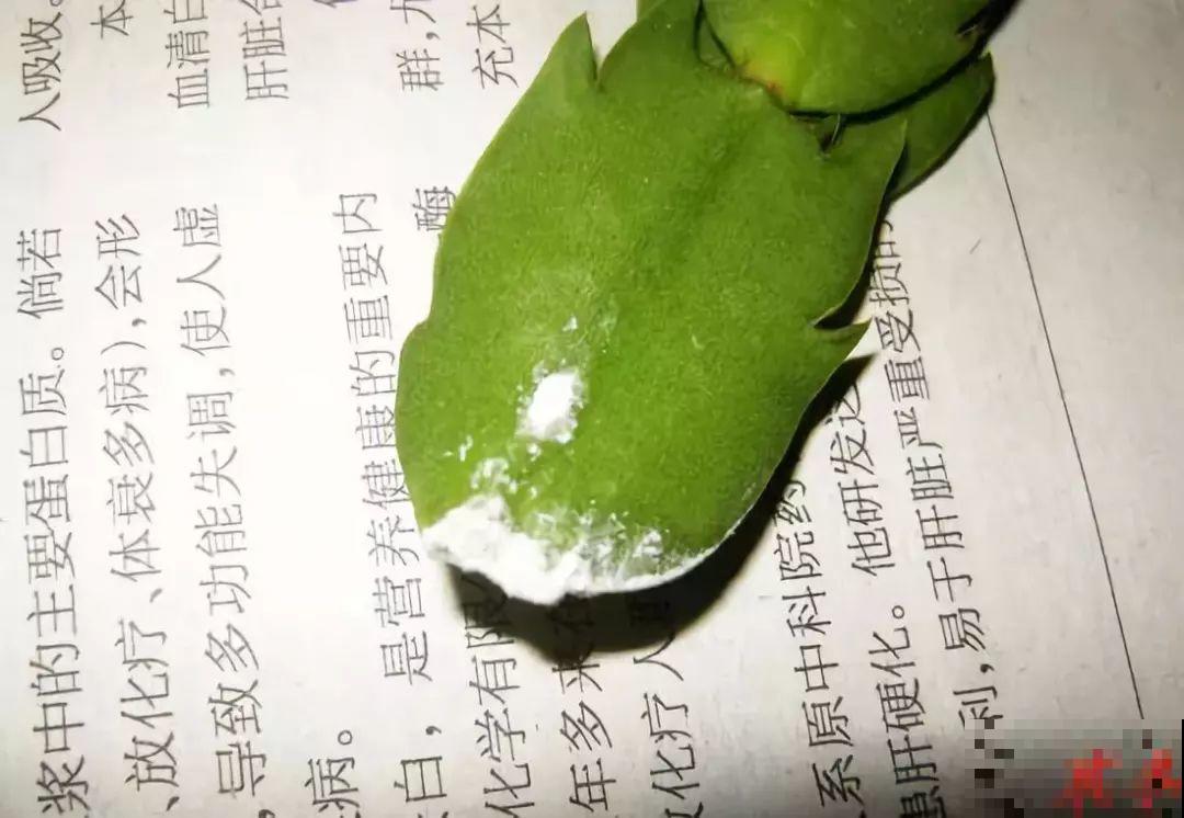 蟹爪兰软趴趴、掉花苞？它有“5怕”，避开后，叶片硬如铁！