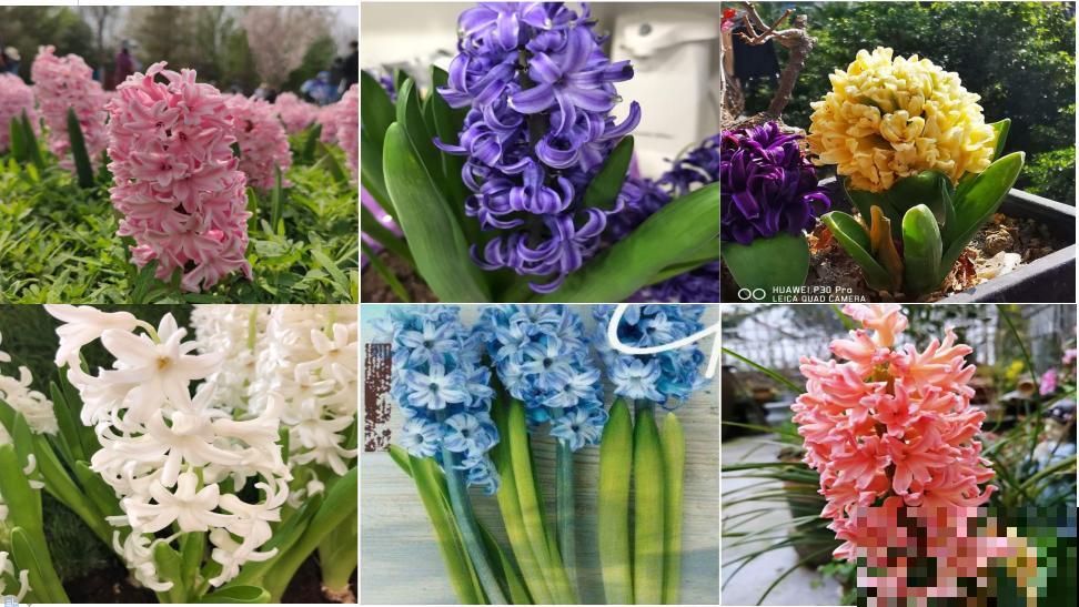 1种花就是“活香水”，一个“洋葱头”放水里，开花满屋飘香