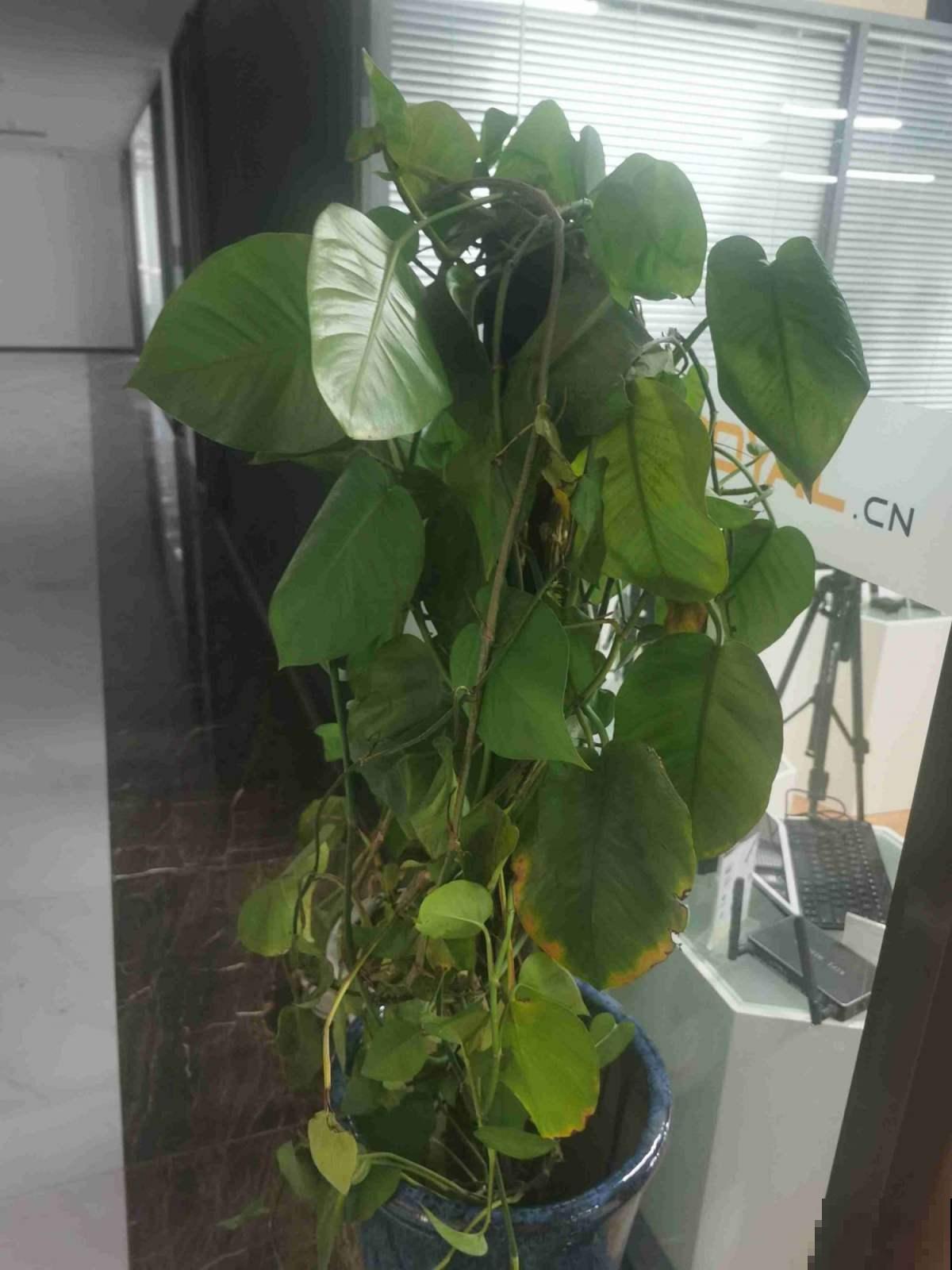 最近刚装修，推荐4种净化空气植物，摆在家里更清新