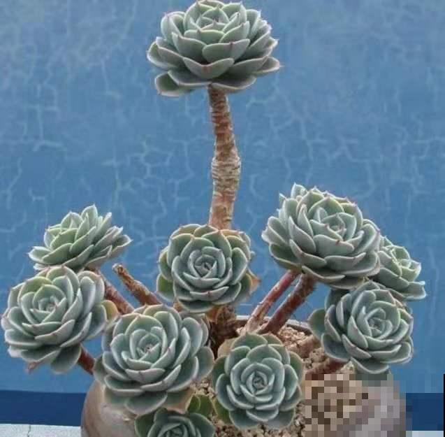 多肉徒长太难看，做好这三点，长成肉嘟嘟小可爱