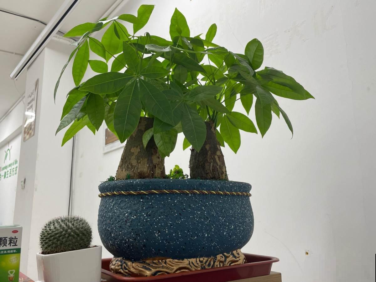 能活上百年的7种植物,长寿又吉利,能养成“传家宝” 能活上百年的7种植物,长寿又吉利,能养成“传家宝”