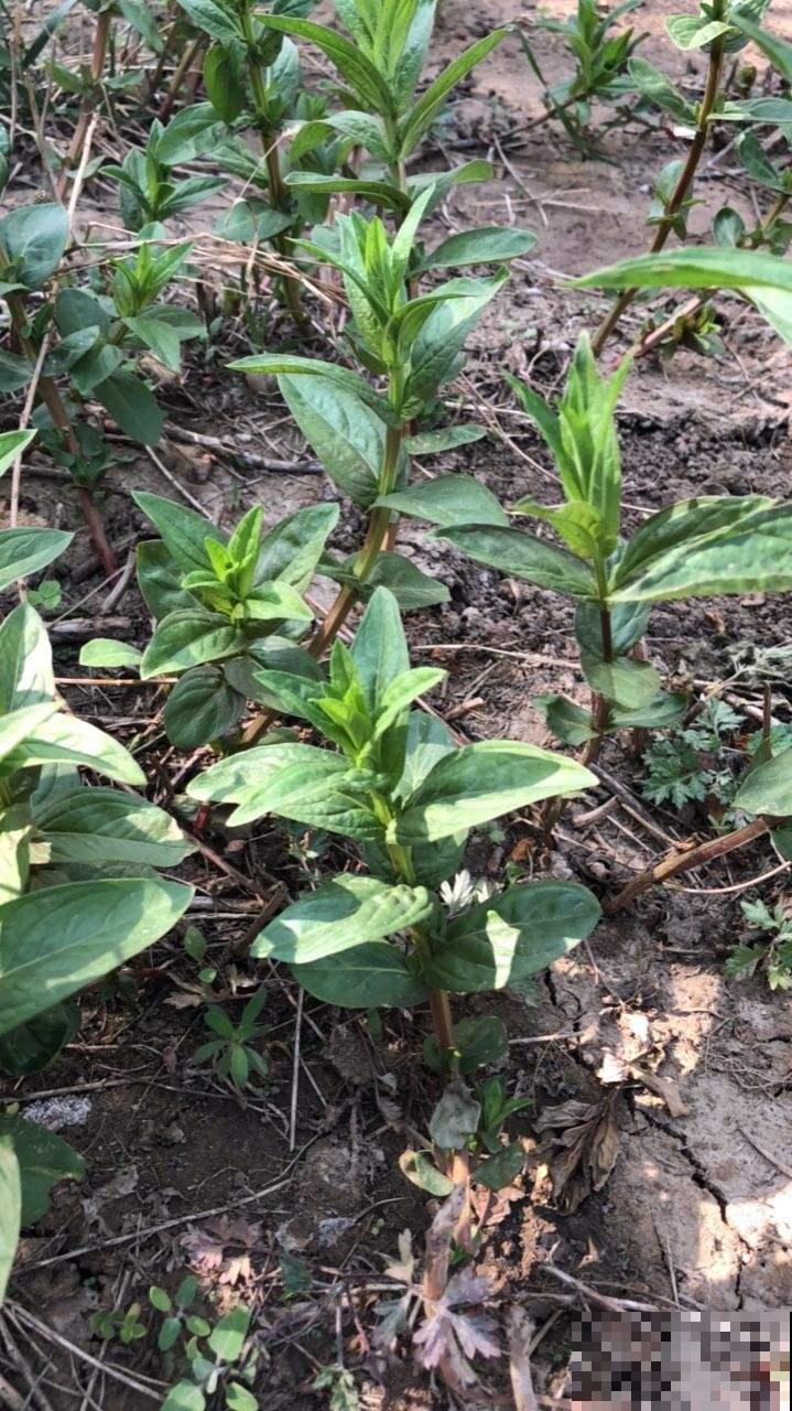 东北花虽少，但中草药一抓一大把，价值一下子就上去了