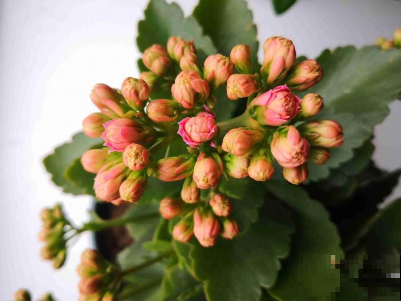 入秋后养长寿花，浇水没浇好，从根烂到茎