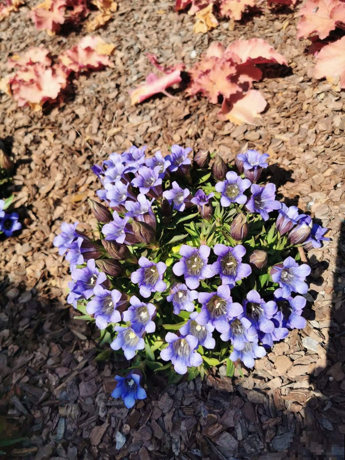 东北花虽少，但中草药一抓一大把，价值一下子就上去了