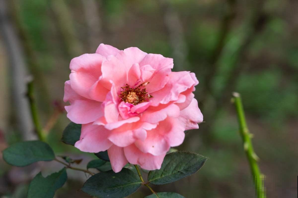 迷你月季3个品种，“阳台党”的福音，颜色堪称红得像“火焰”