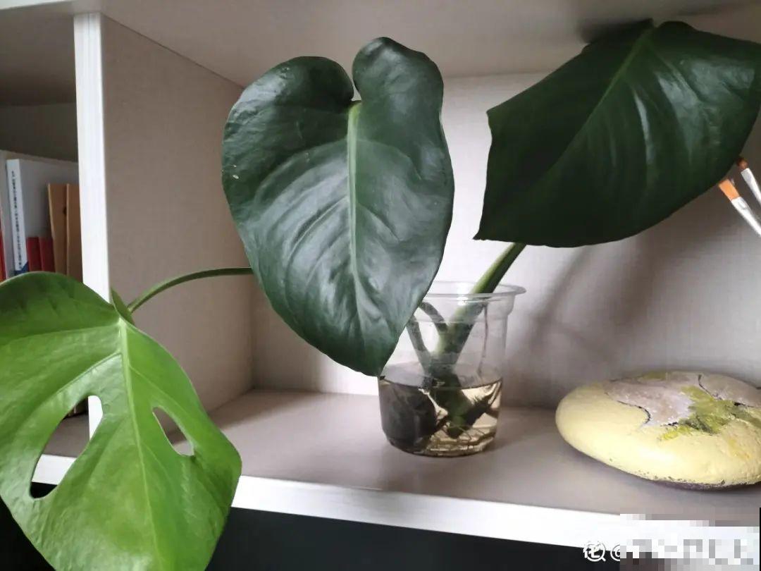 10种花现在别换盆，不然根系不服盆，很容易死掉