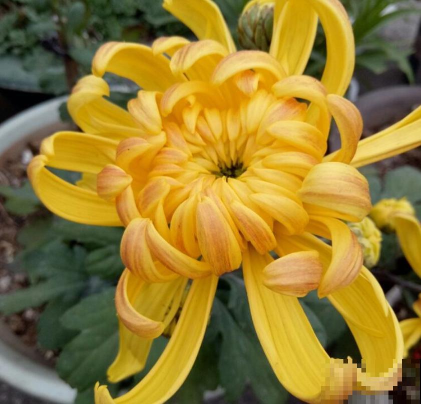 冬天给花剪一刀，来年花朵蹭蹭冒，越长越旺