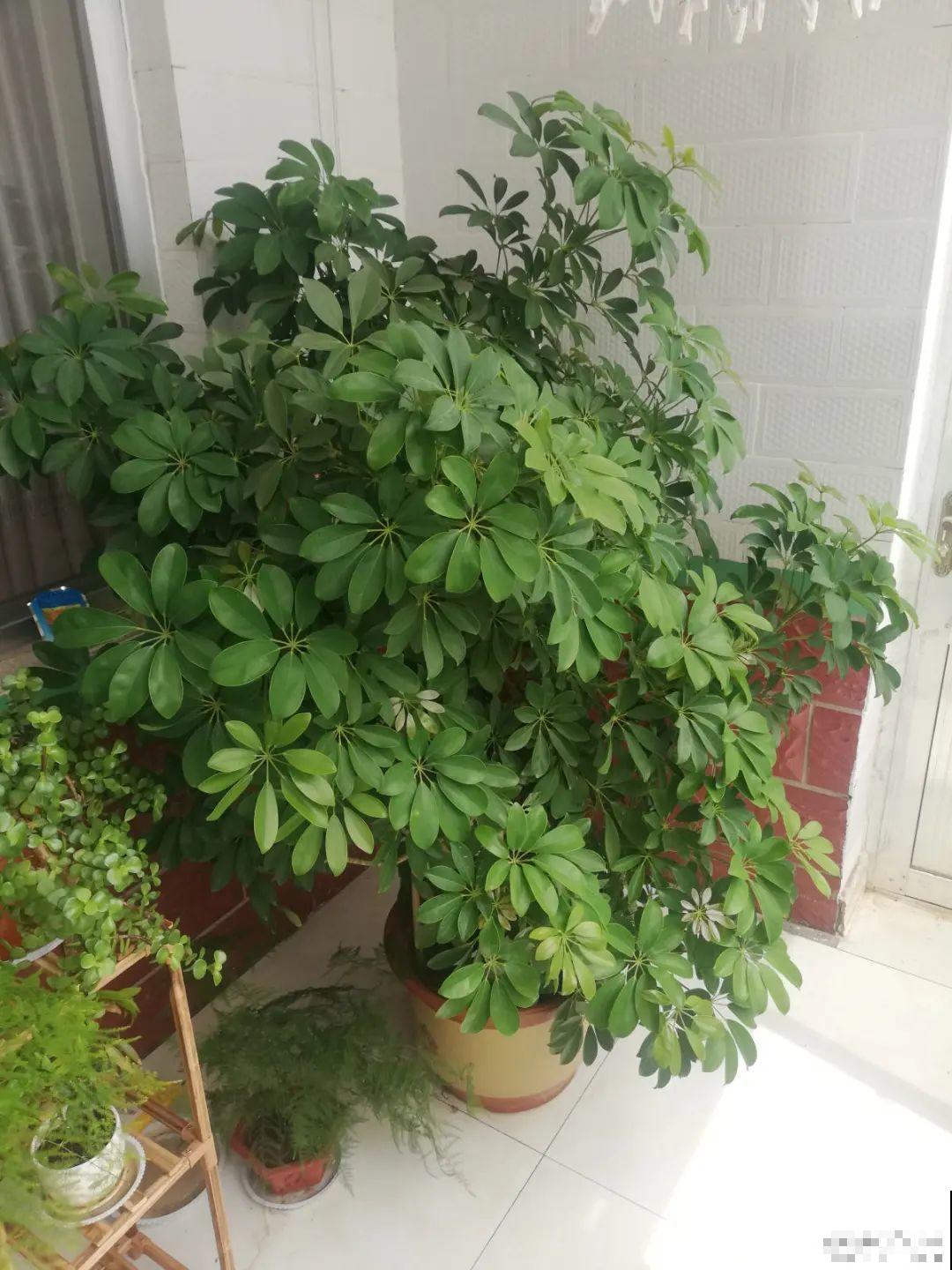 人养花，花也养人，家里养这10种花，越养越健康