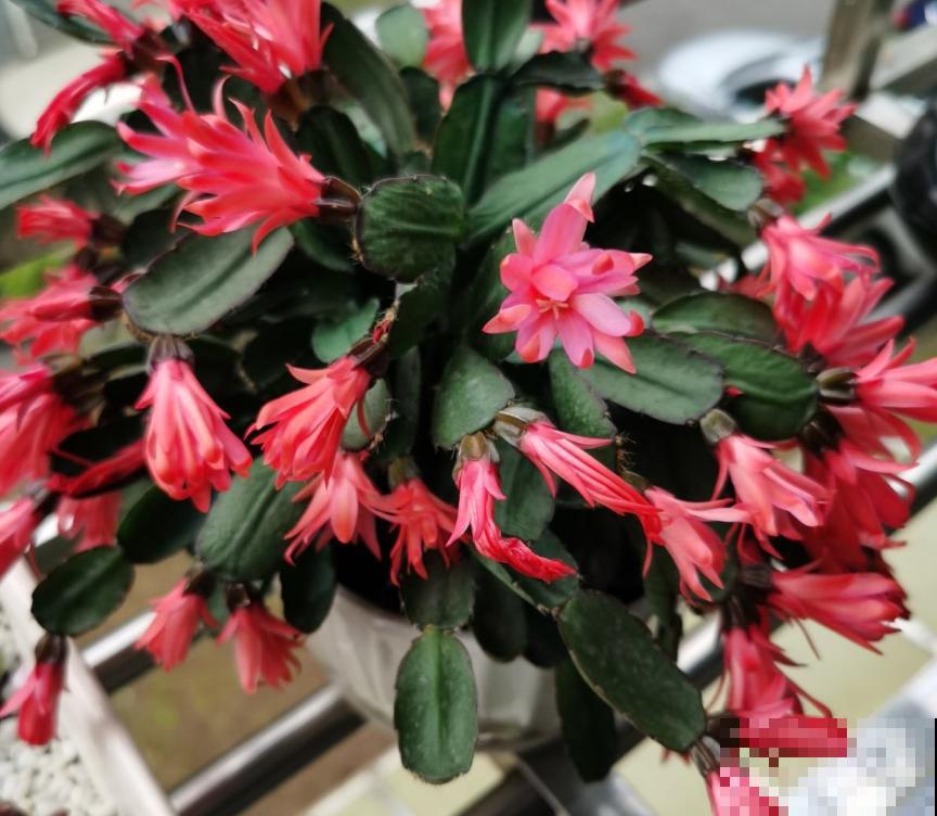 扦插正当时，抓住眼前的绝佳时节，净赚一窝“小崽子”