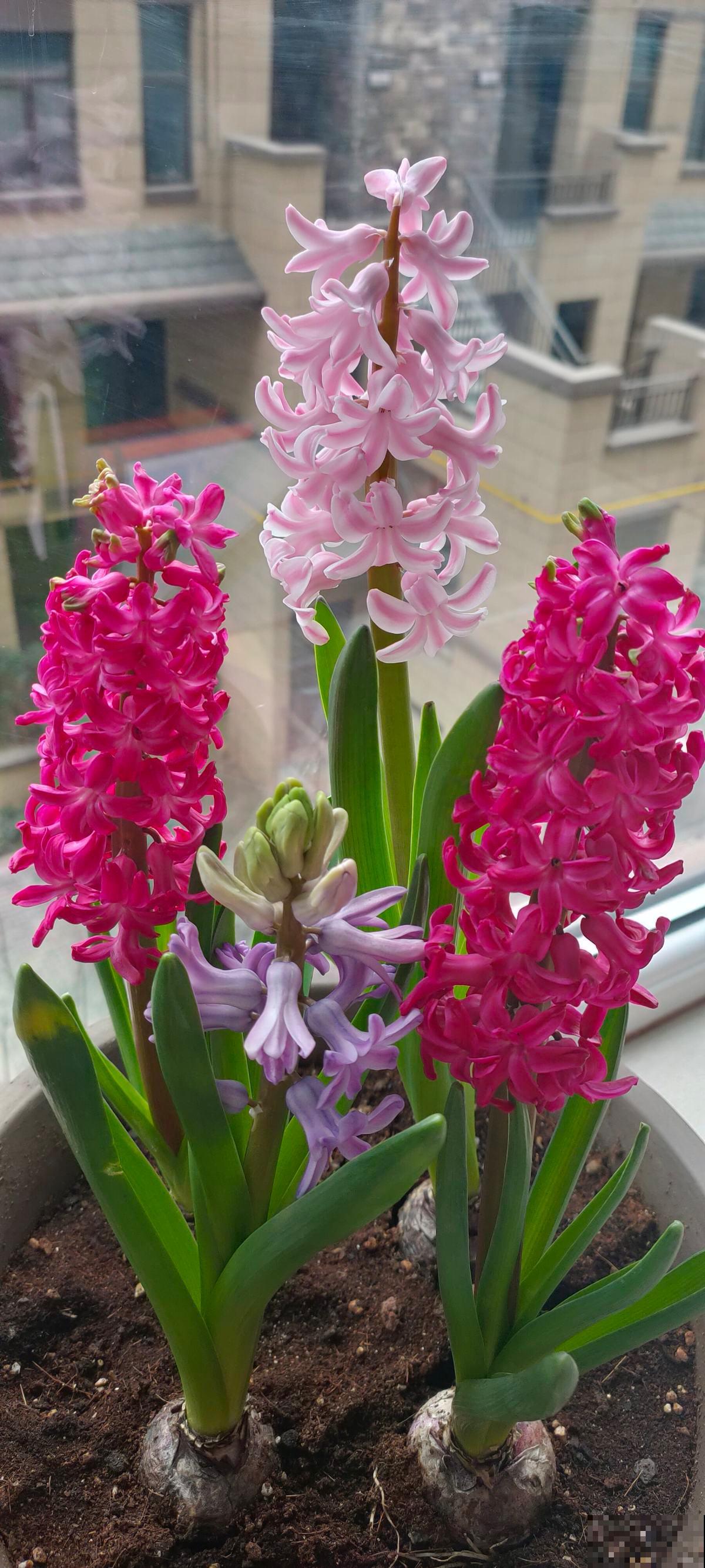 10种带“毒”花,家里有小孩要小心,千万别吃,容易中毒 10种带“毒”花,家里有小孩要小心,千万别吃,容易中毒