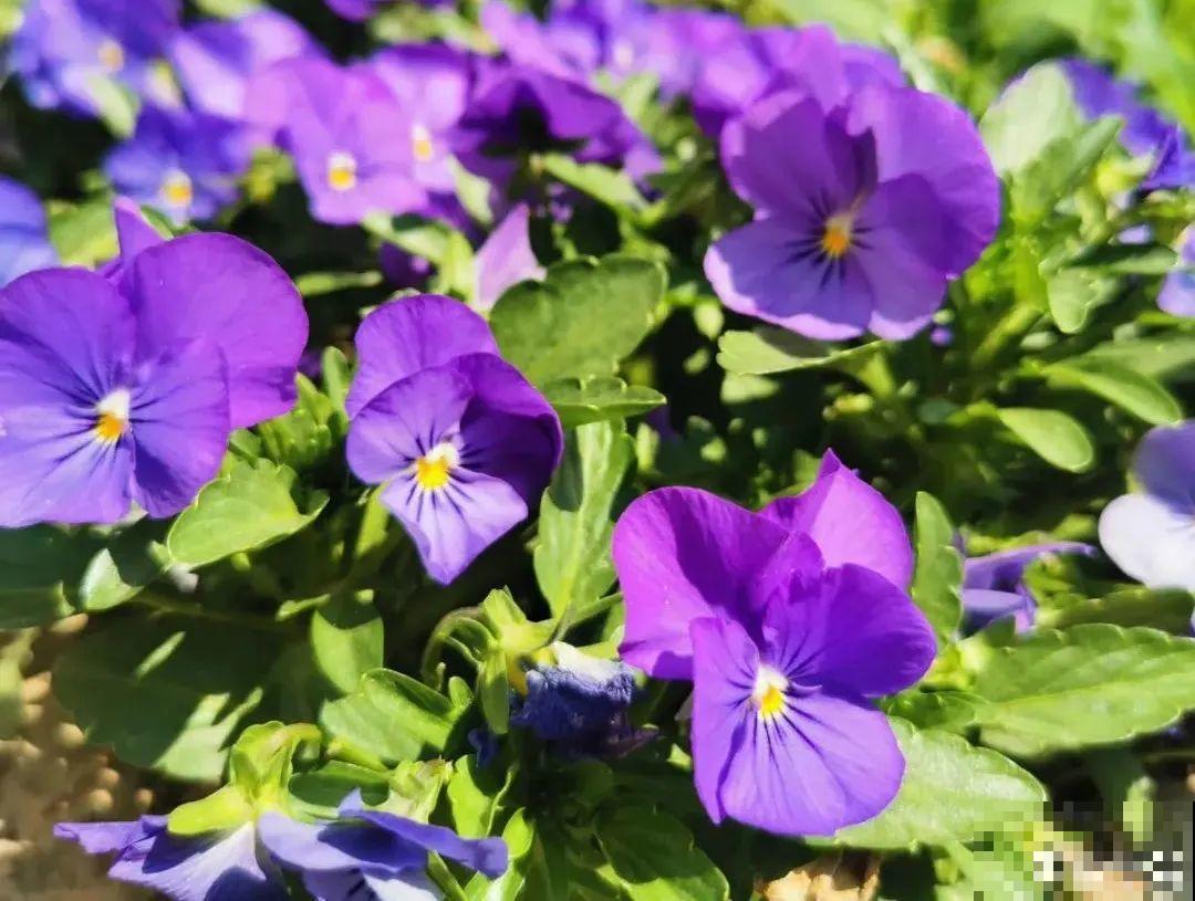 4组花长得太像,实在太容易认错,你能认出几个? 4组花长得太像,实在太容易认错,你能认出几个?