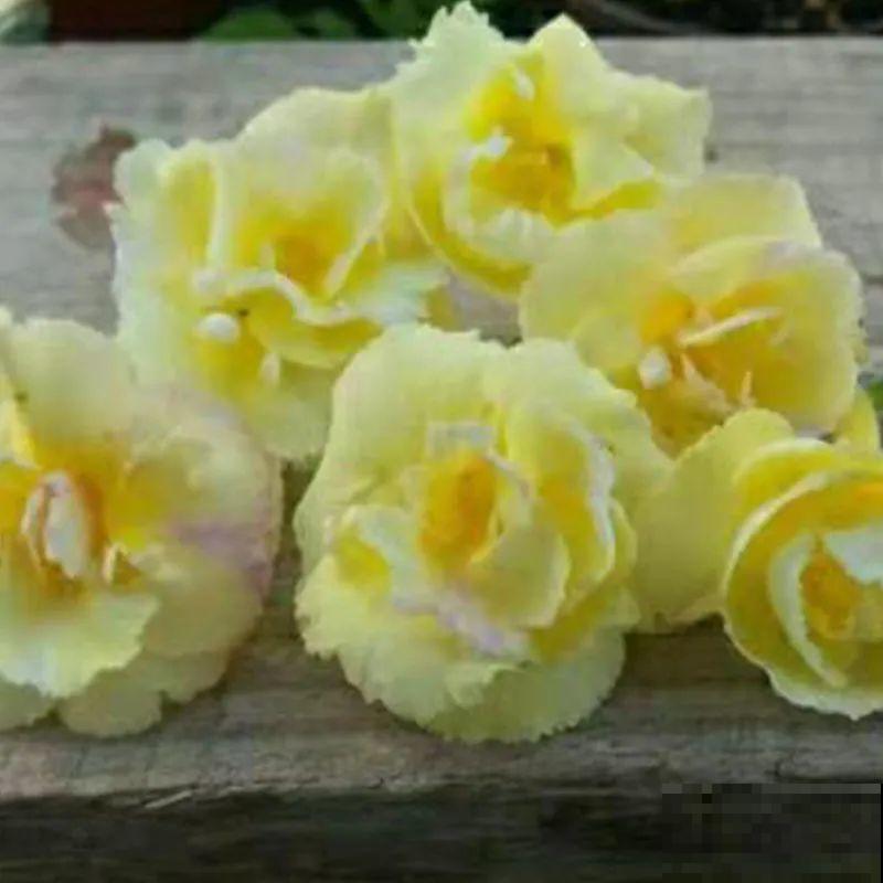 长筒花是“室内花量王者”，没光也能开爆盆，阳台党福音