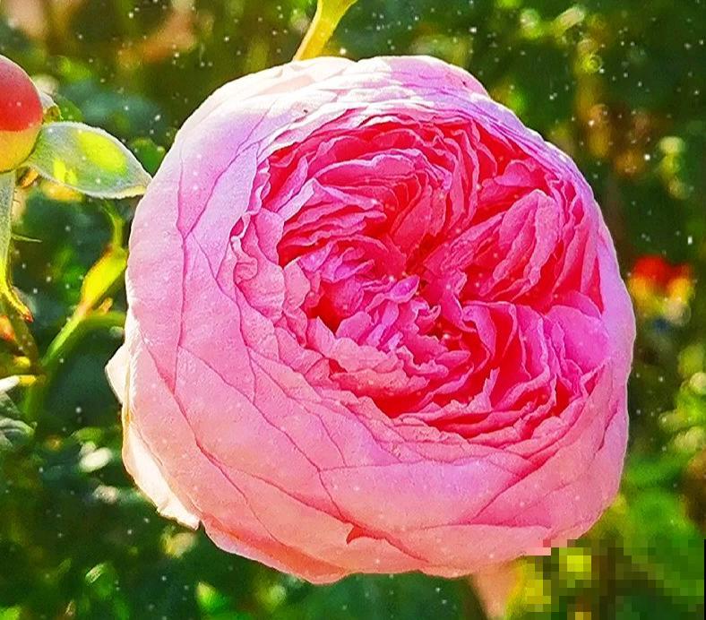 冬季给月季剪一刀,来年笋芽长更多,花苞呼呼冒 冬季给月季剪一刀,来年笋芽长更多,花苞呼呼冒