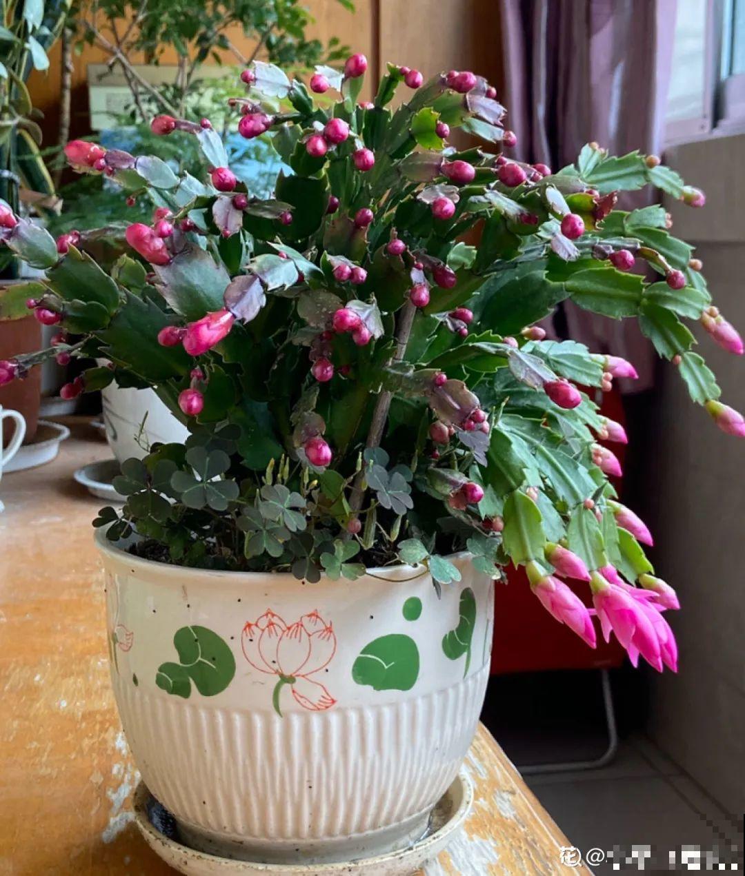 蟹爪兰软趴趴、掉花苞？它有“5怕”，避开后，叶片硬如铁！