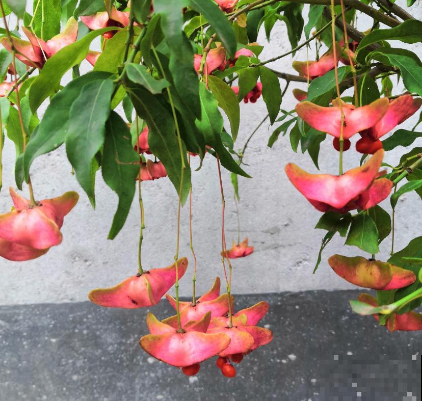 满树结满“蝴蝶花”,养成盆景好运又添财,养一次就上瘾 满树结满“蝴蝶花”,养成盆景好运又添财,养一次就上瘾