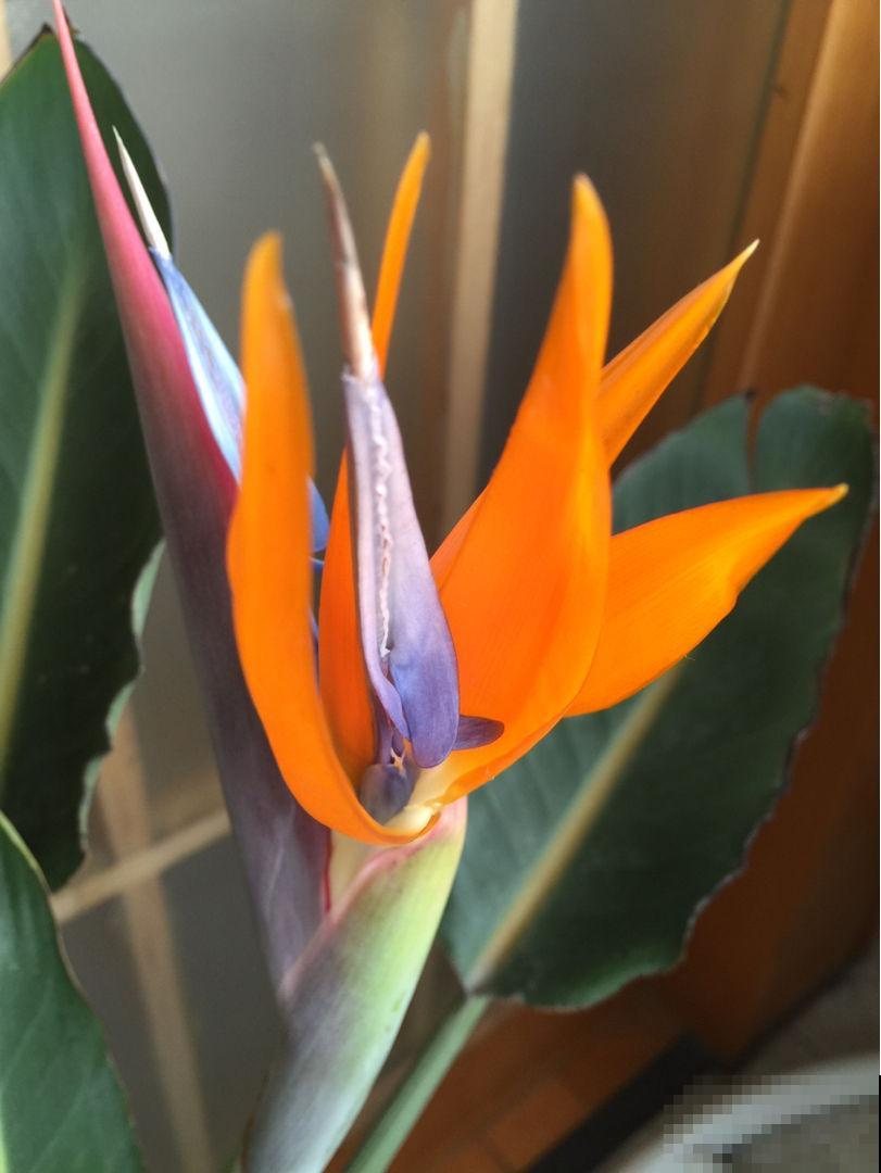 4种花不浇水才长得旺，浇水太多反而不好，烂根又黑腐