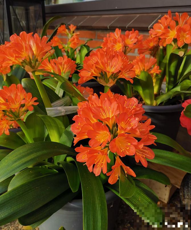 端庄好看的君子兰，适合过年养，寿命长，能活几十年