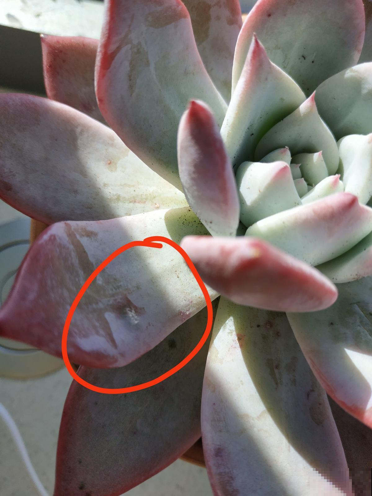 植物叶子出现“白霜”,是白粉病要谨慎起来,三个方法搞定 植物叶子出现“白霜”,是白粉病要谨慎起来,三个方法搞定