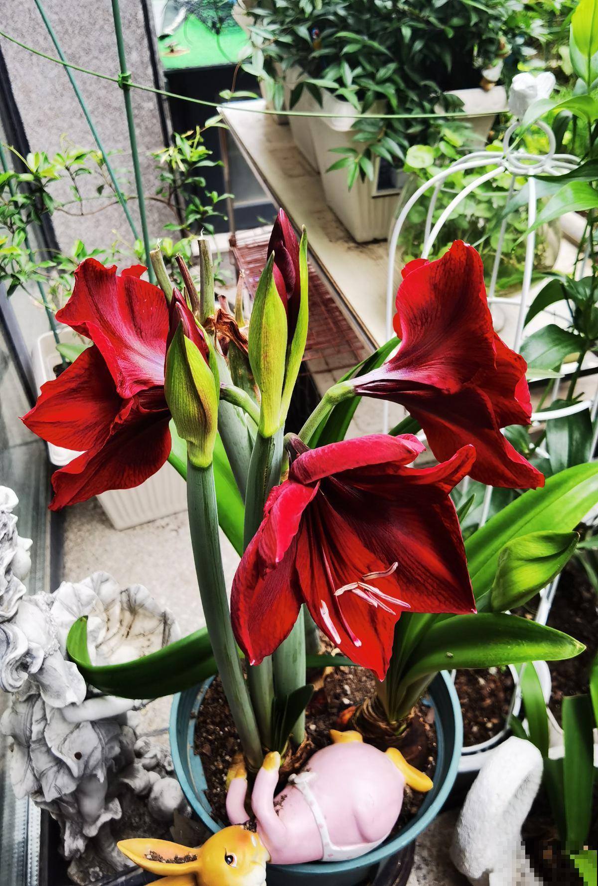 4种常见的朱顶红品种，养一盆就增色不少，开花比脸还大