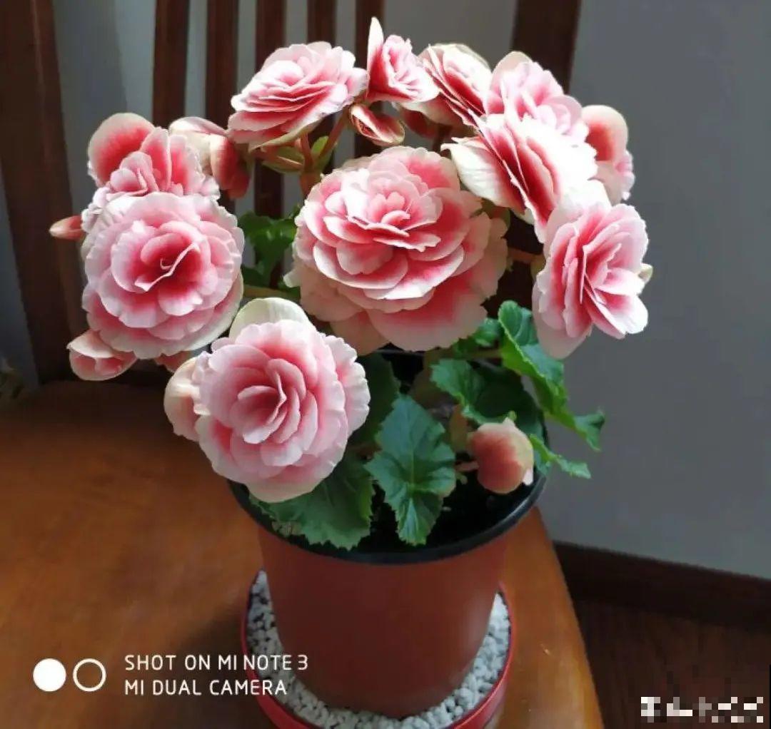 10种花冬天要施肥,不然不开花,而且活不过一年 10种花冬天要施肥,不然不开花,而且活不过一年