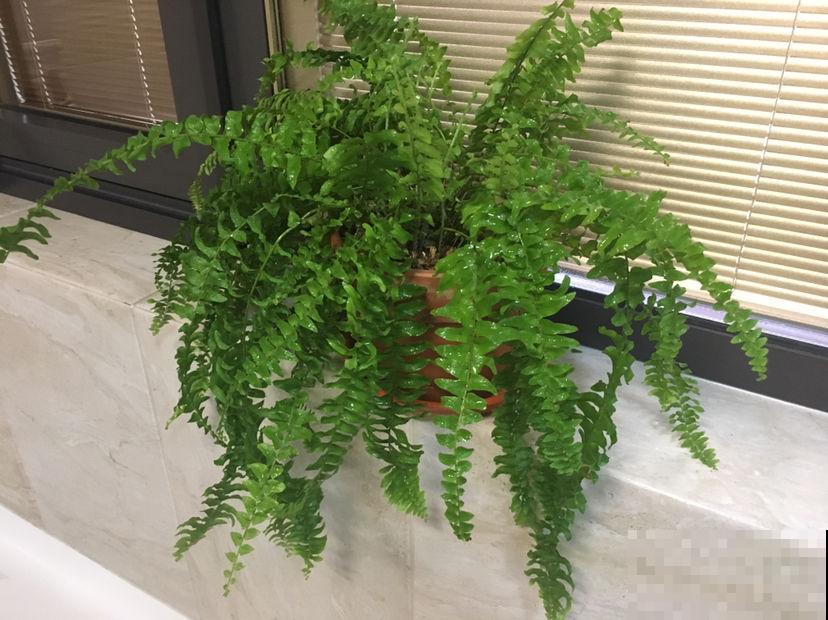 净化空气效果好的5种花，家里各个角落摆1盆，空气清新帮大忙