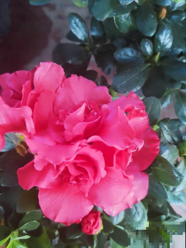 8种省钱养花妙招，学会5个，就能省下一大笔钱