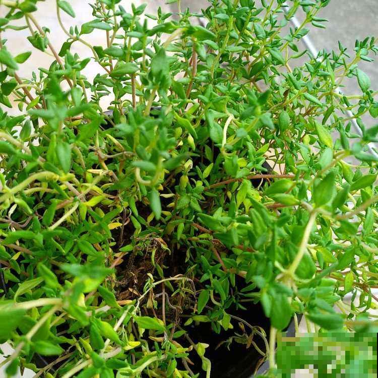 好闻又好吃的3种植物，养在家不要太划算