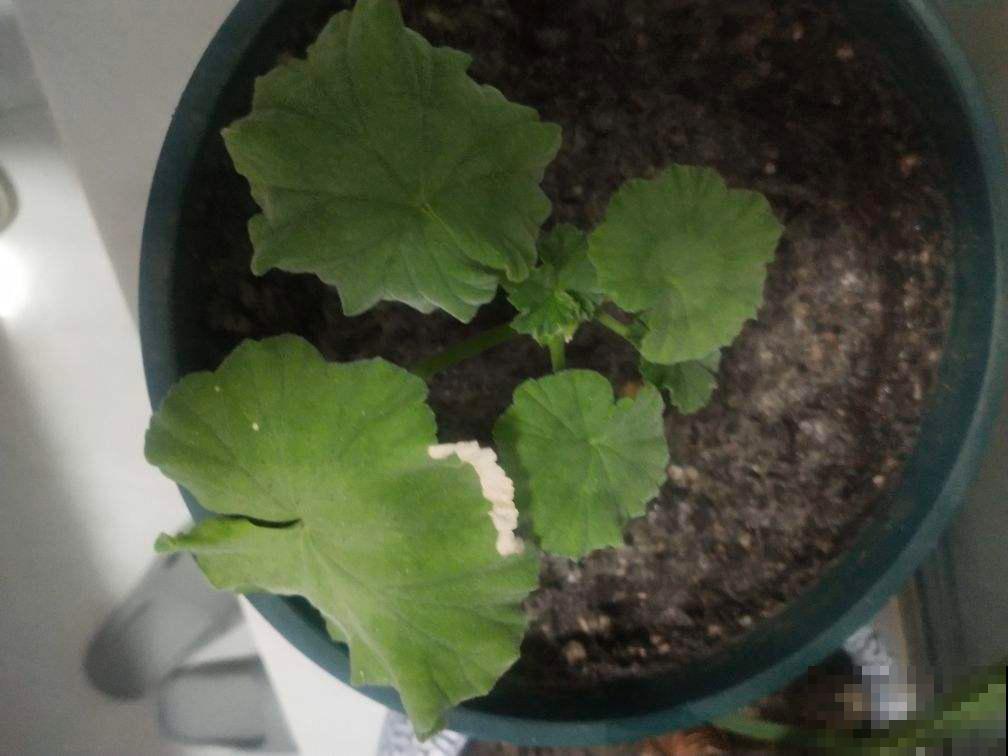 冬天到了，你还在用冷水浇花？难怪养不活