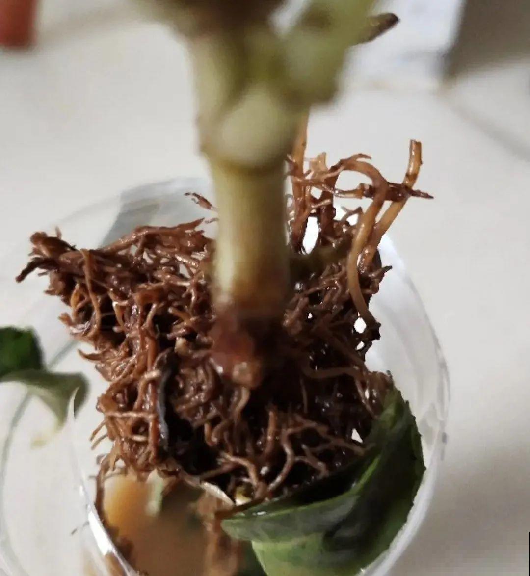 8种花，年年买，年年养死，今年可别当冤大头