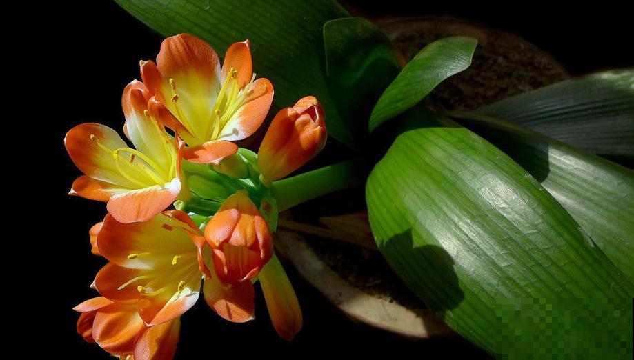 8年养花生涯,让我找到植物的“财富密码”,4种花“越养越赚钱” 8年养花生涯,让我找到植物的“财富密码”,4种花“越养越赚钱”