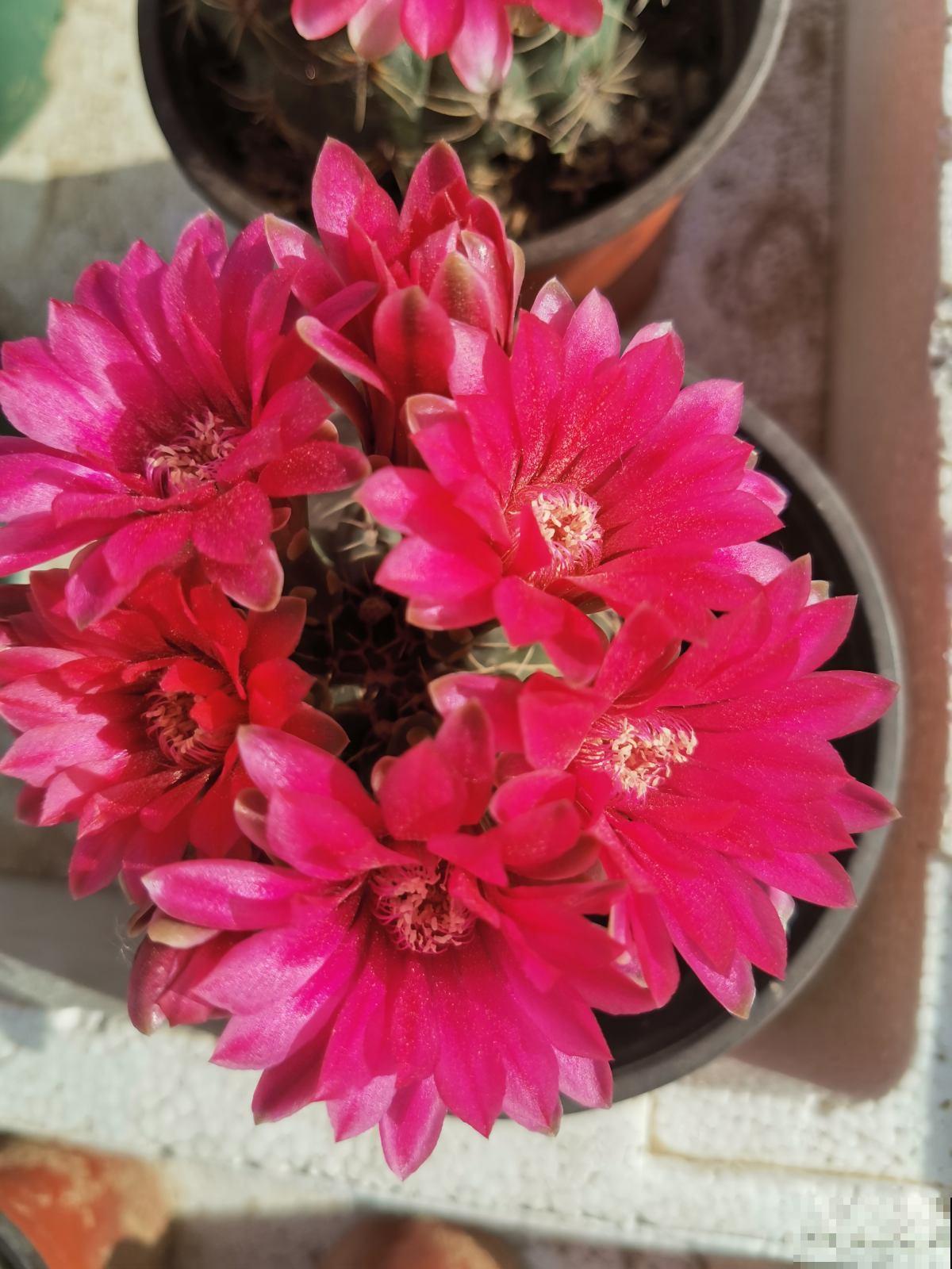 浑身带刺的仙人掌花，没想到还是个“花姑娘”，花朵颜值堪比荷花