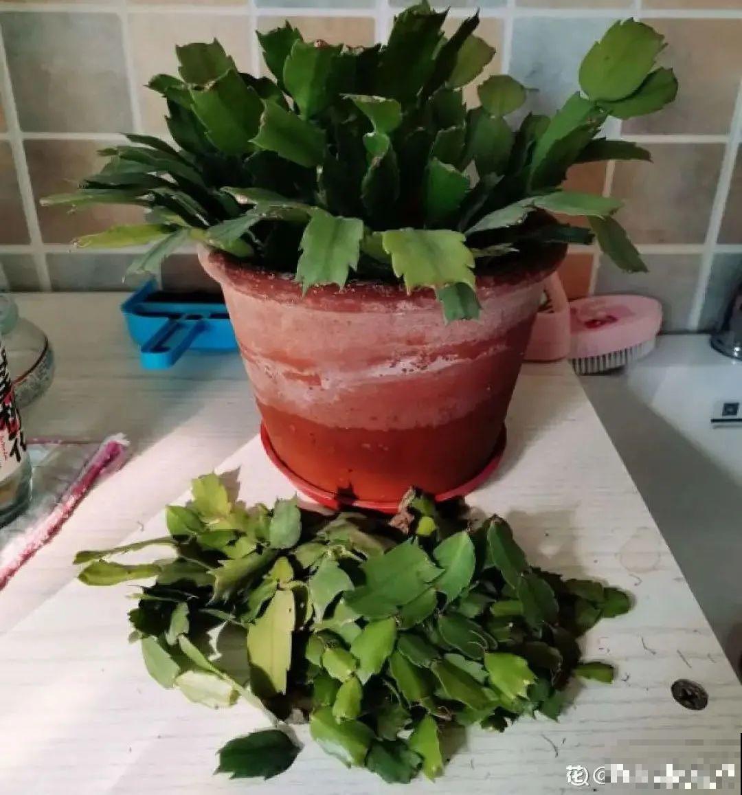 蟹爪兰软趴趴、掉花苞？它有“5怕”，避开后，叶片硬如铁！