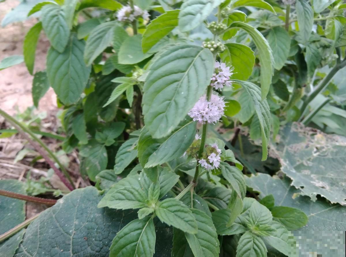 好闻又好吃的3种植物，养在家不要太划算