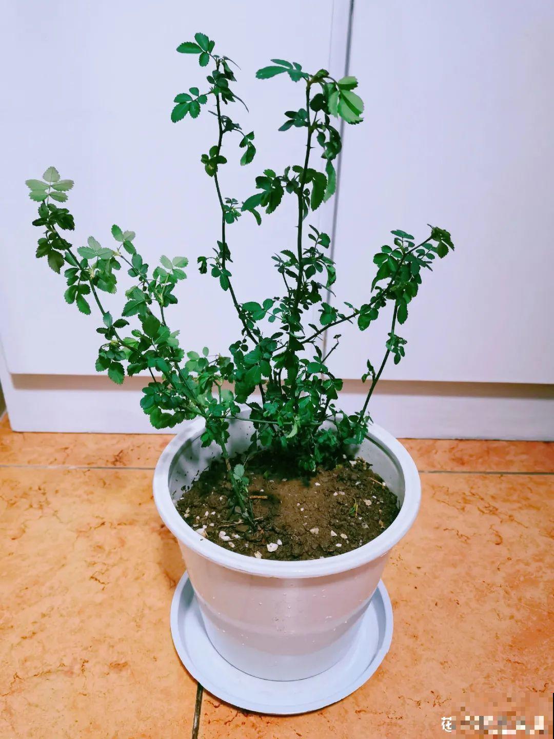 不良商贩真缺德，高价卖假货，不少人都上当