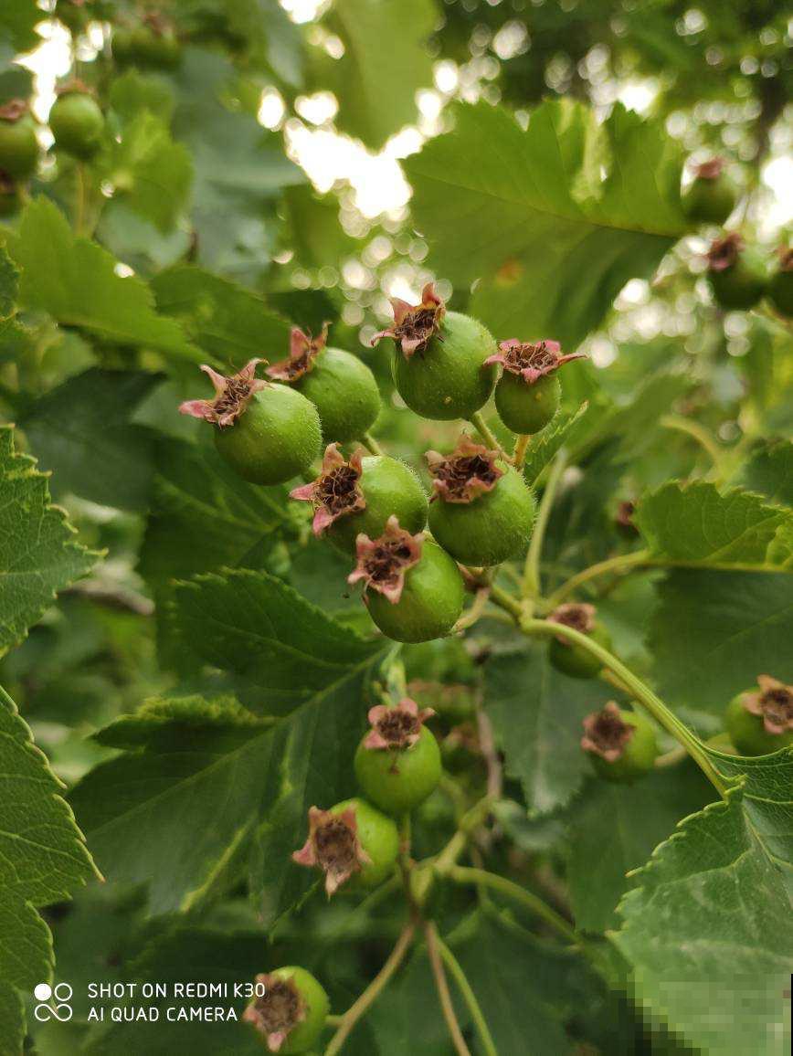 6个步骤,教你在家种山楂,拥有秋冬“标配”水果 6个步骤,教你在家种山楂,拥有秋冬“标配”水果