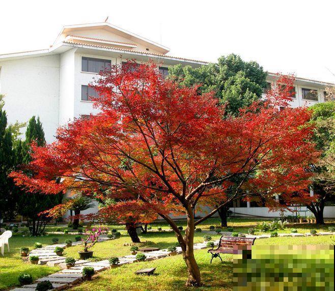 3种“变色植物”，天气越冷颜色越美，能耐零下15度