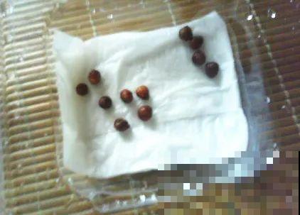 秋天种16种花，冬天就能开爆盆，满盆都是花