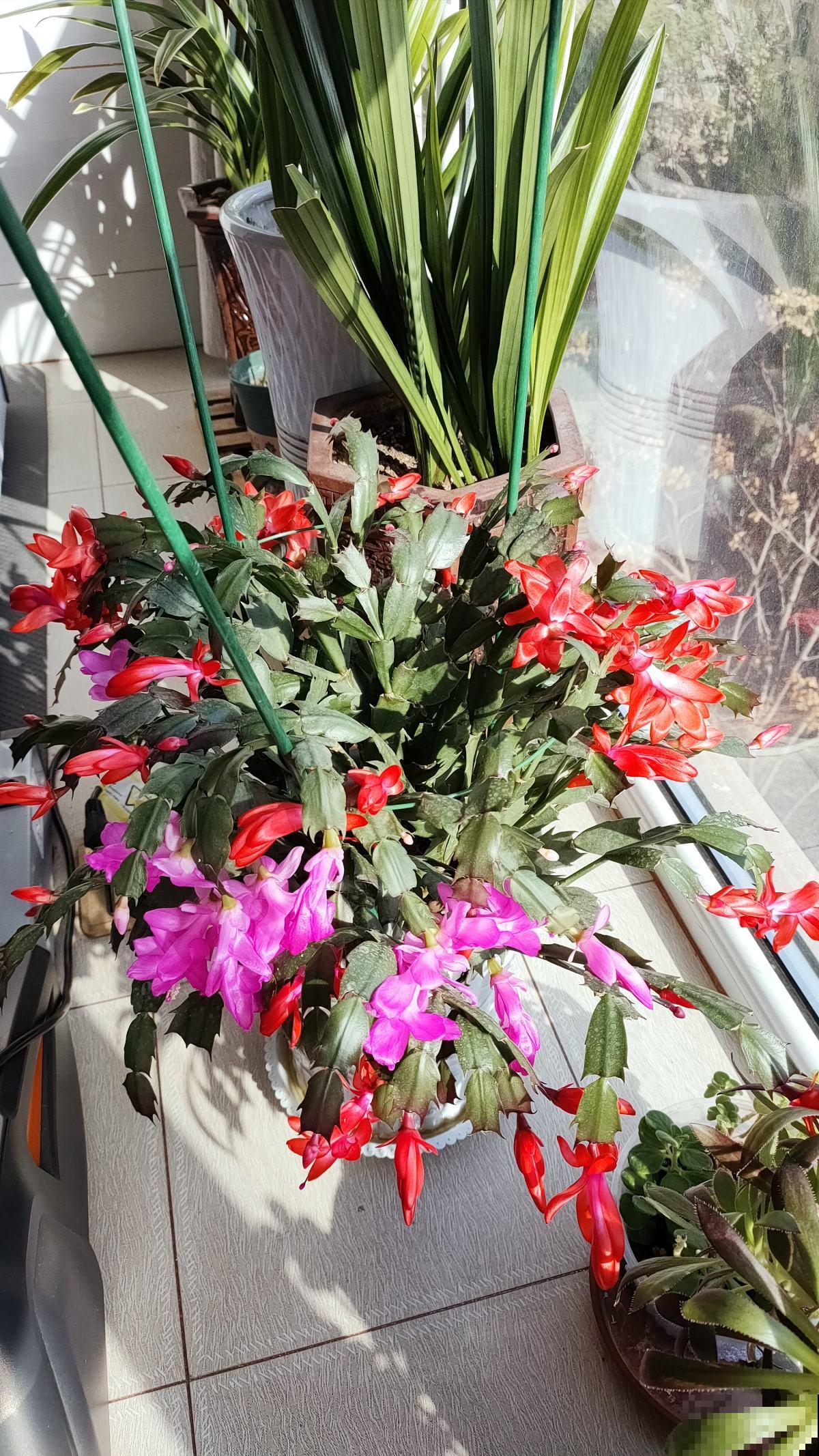 冬天需要富养的4种花,多施肥,保持温暖,才能开花爆盆 冬天需要富养的4种花,多施肥,保持温暖,才能开花爆盆