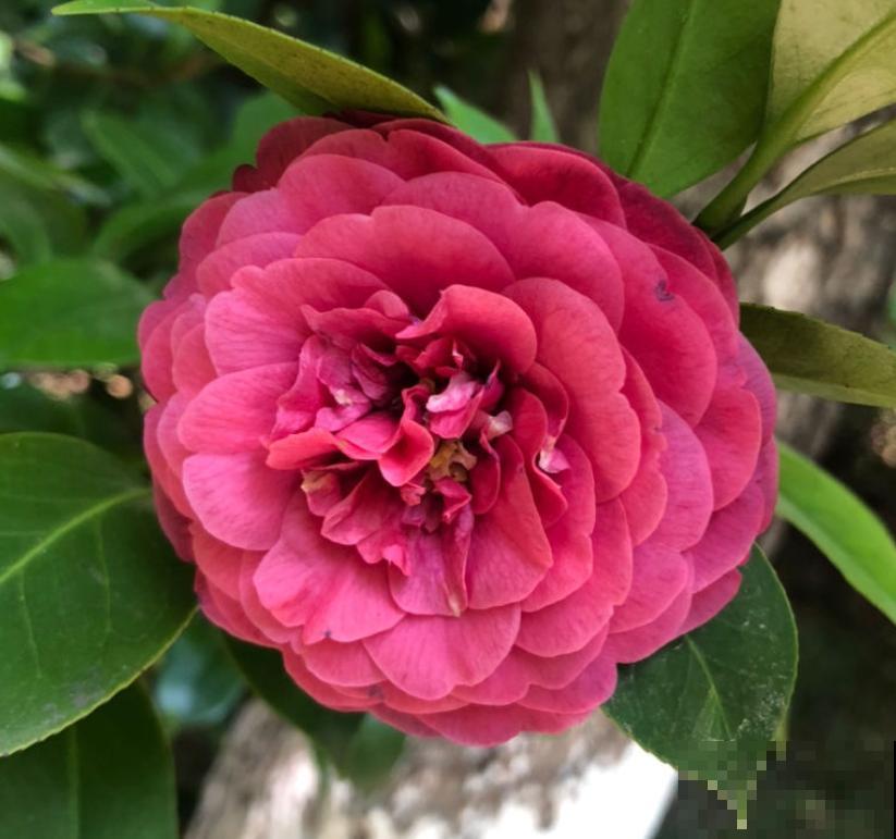 10种需要“干养”的花,不要“灌”着它们,不然全都烂根 10种需要“干养”的花,不要“灌”着它们,不然全都烂根