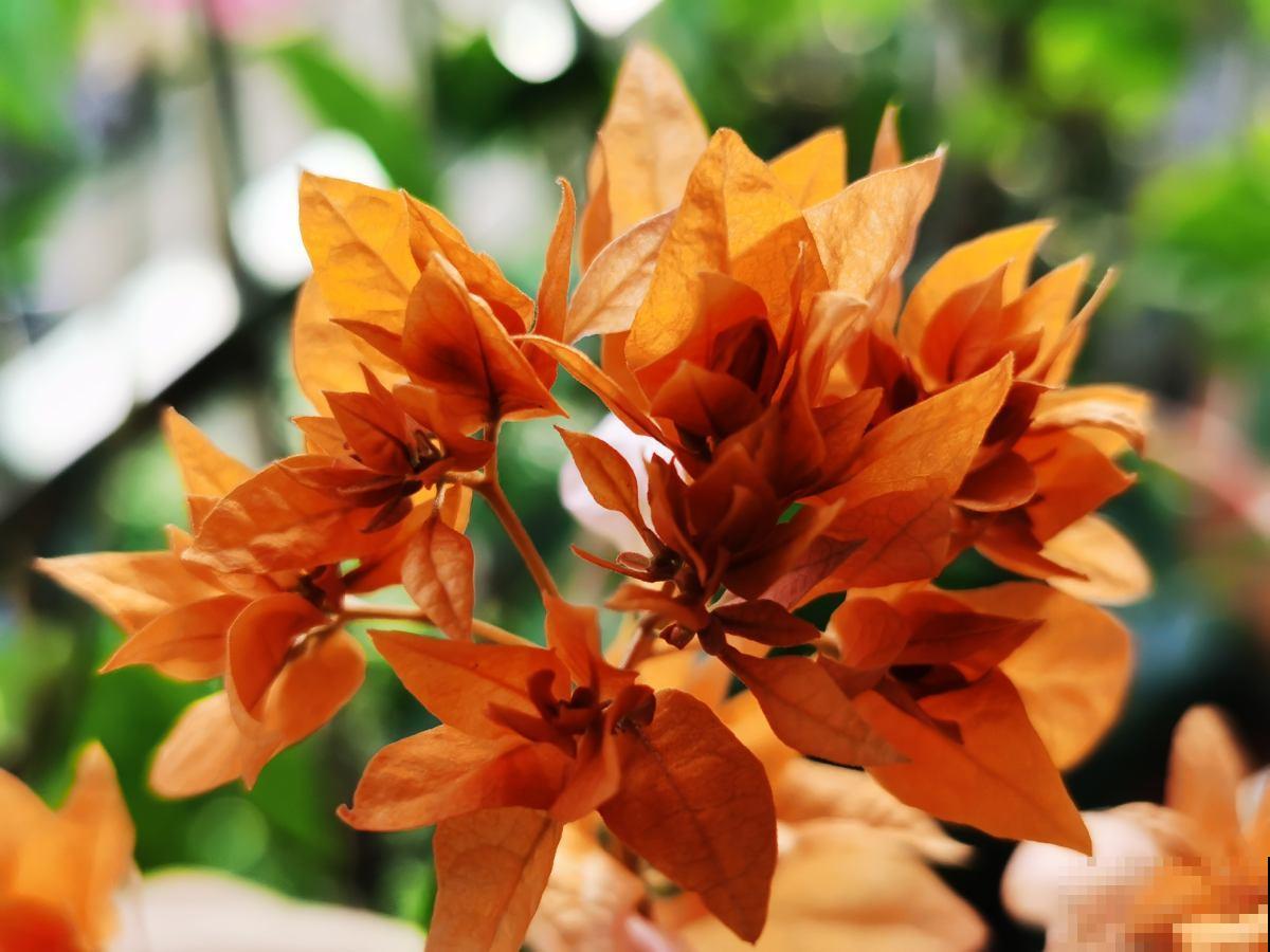 三角梅3个易错点，阳光再充足，也不会轻易开花