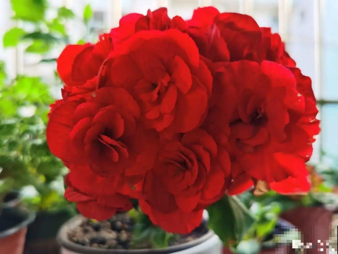 冬天扦插6种花，简单易成活，一盆变多盆