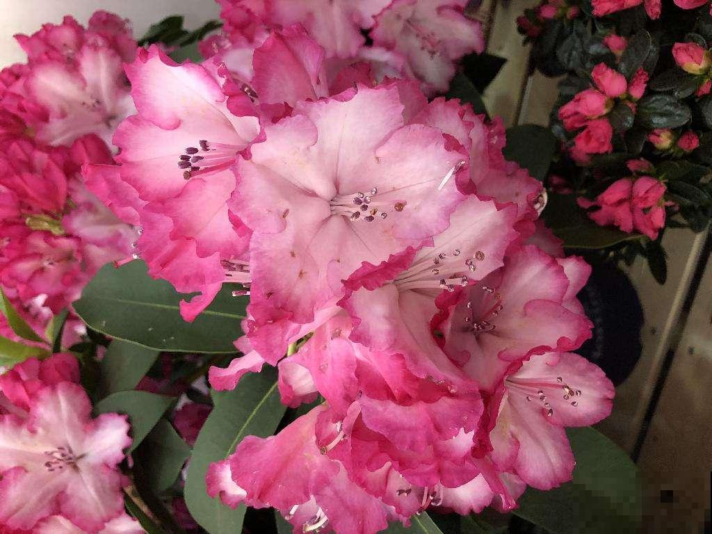 “毛病多”的9种花，新手很难养好，能养好的都是“大神”