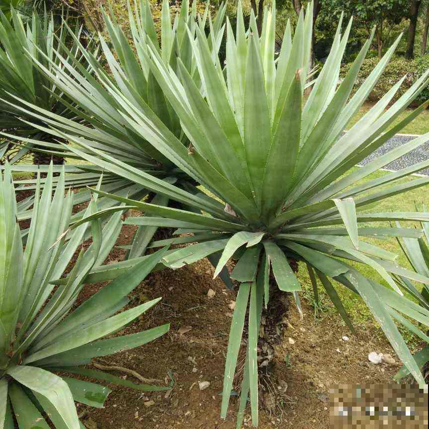 路边的“扎人花”,原来叫“凤尾丝兰”,开花像是一串大蒜 路边的“扎人花”,原来叫“凤尾丝兰”,开花像是一串大蒜