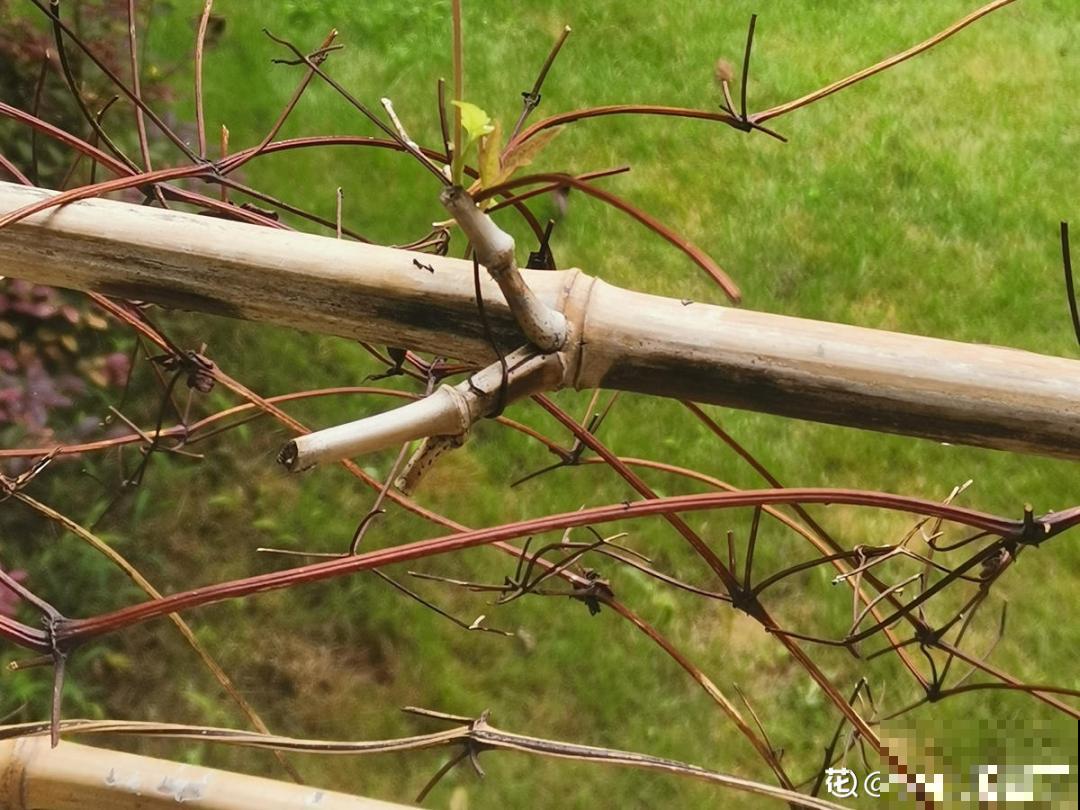 温度低于8度,8种花断水、断肥,明年开花更多 温度低于8度,8种花断水、断肥,明年开花更多