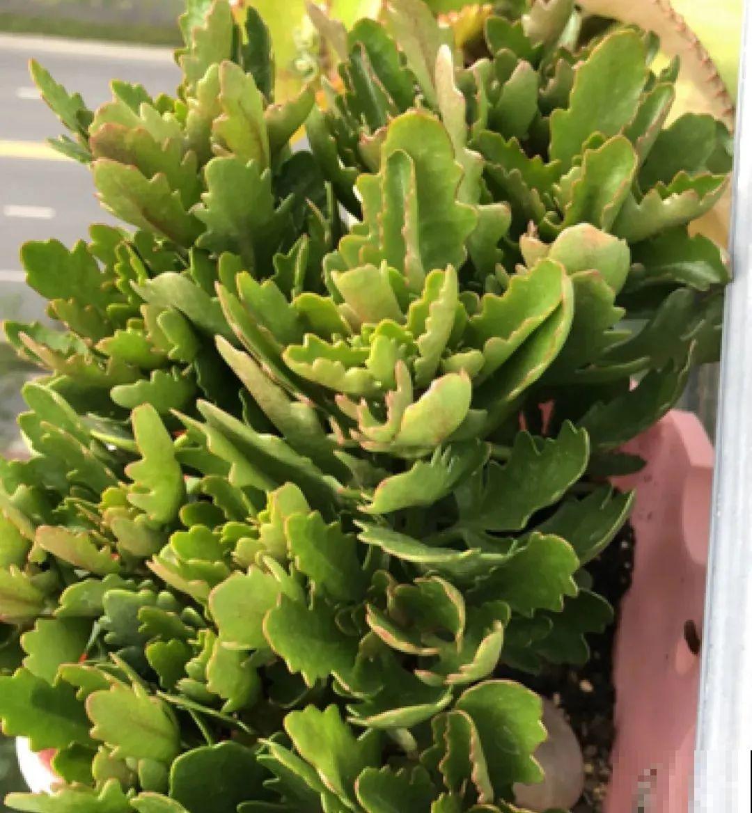 养花一直不开花,给他套个黑塑料袋,花苞呼呼冒 养花一直不开花,给他套个黑塑料袋,花苞呼呼冒