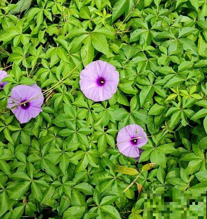 5种“入侵花”，除都除不掉，太恐怖了