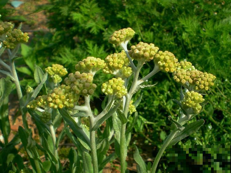 农村3种常见野草，是不可多得的中草药，别小瞧了