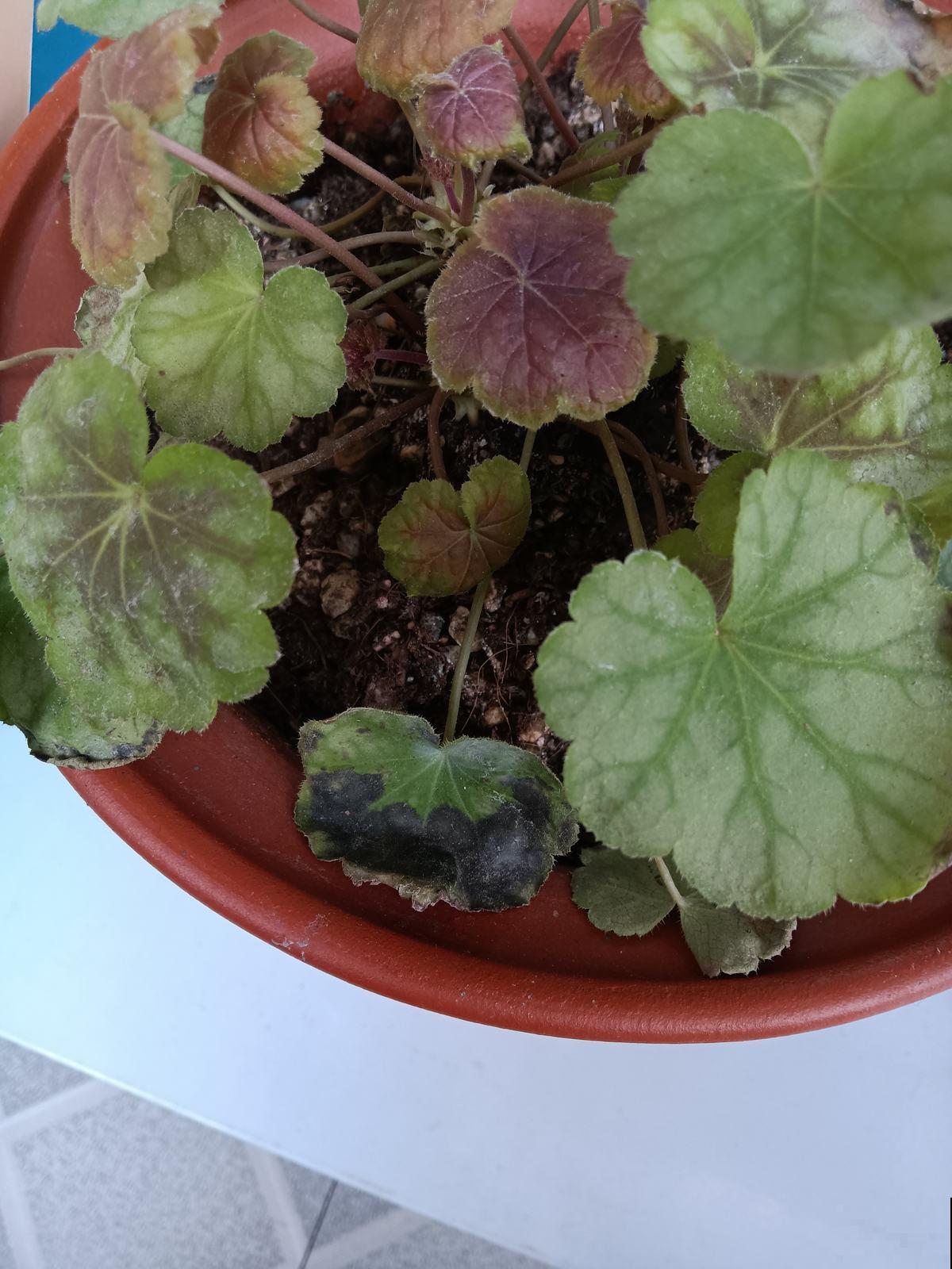 冬天就养一盆矾根,耐寒能力强,大东北地区也能活 冬天就养一盆矾根,耐寒能力强,大东北地区也能活