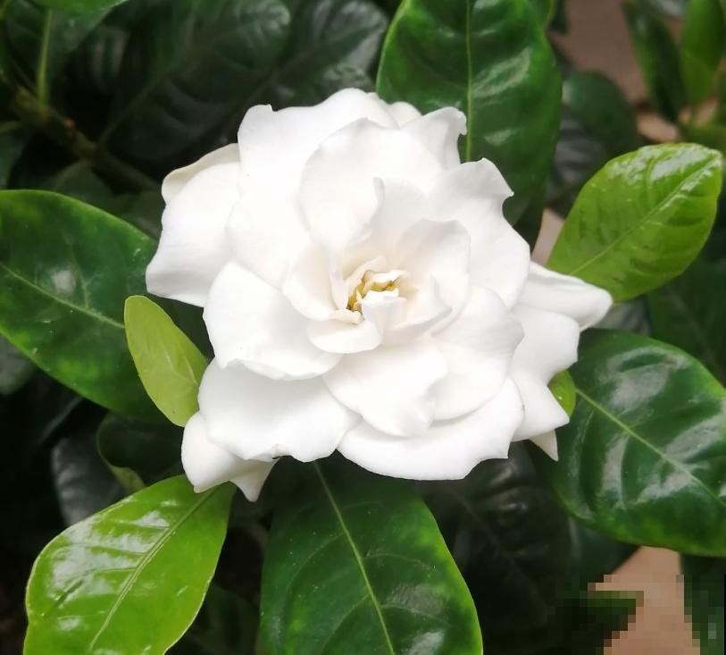 4种花现在是反季节，买回家就是交“智商税”，白花冤枉钱